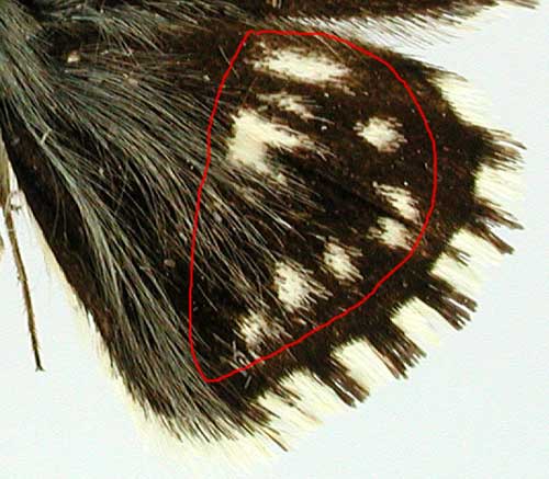 Pyrgus malvae Pyrgus malvae